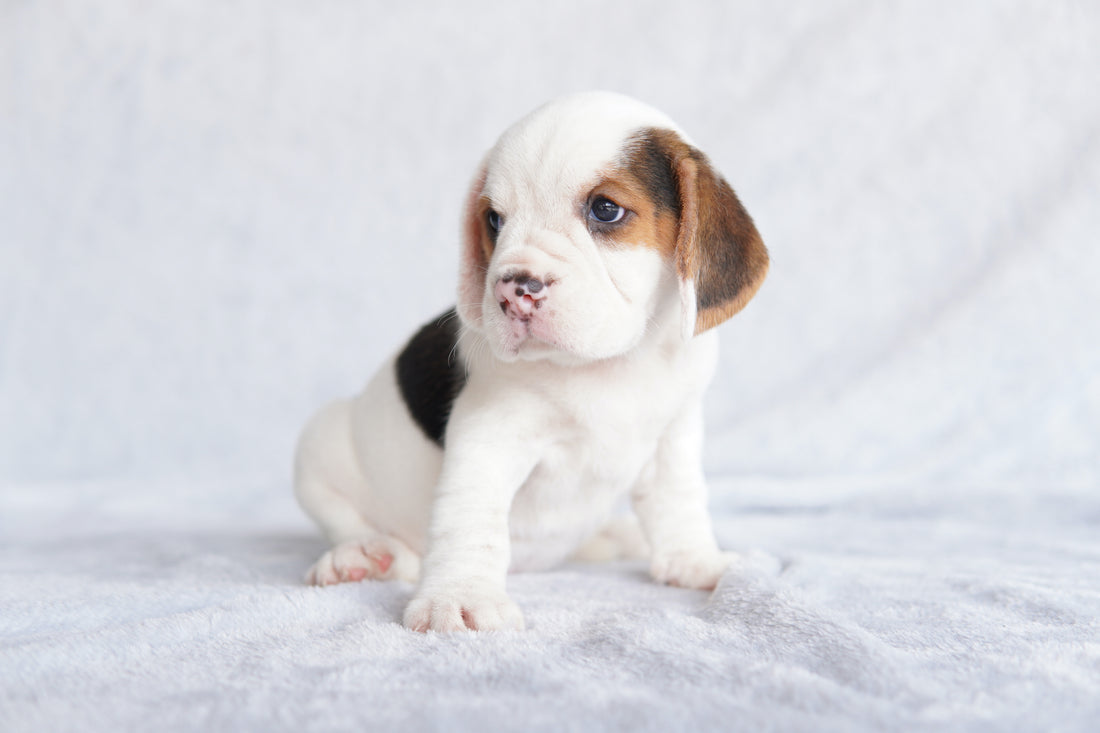 Puppy Bliss | A Guide to the First Day Home