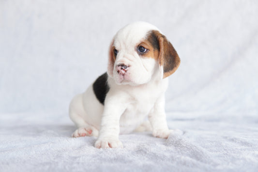 Puppy Bliss | A Guide to the First Day Home