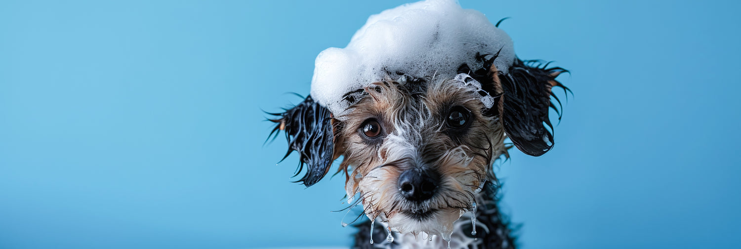 Dog Grooming