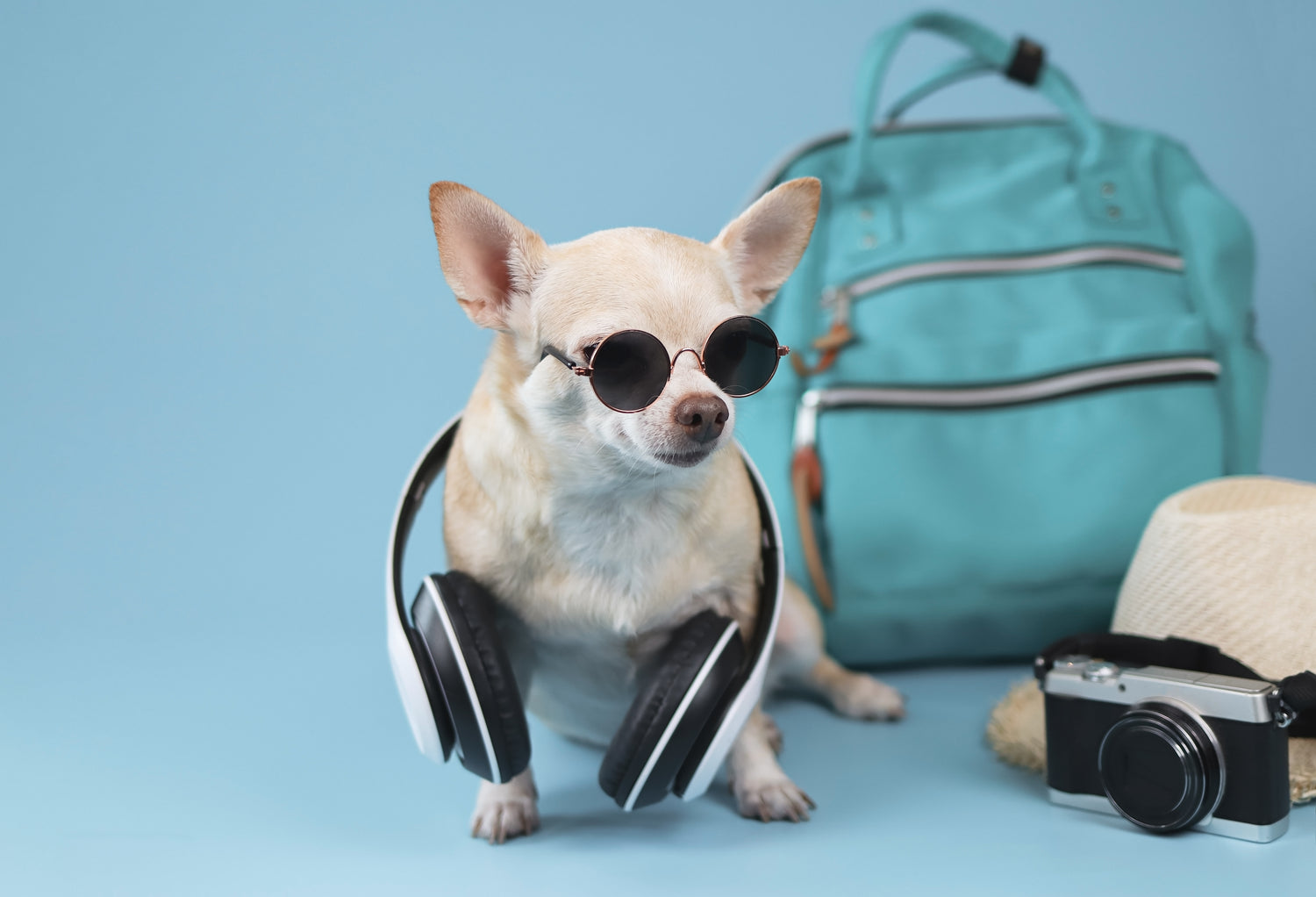 Dog Accessories